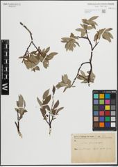 Foto von Salix glauca L. x Salix repens L.